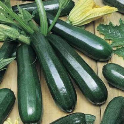 SimXotic Zuchini Green Vegetable Quality Seeds - 20 Seeds (Hybrid) Seed