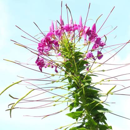 Shivnami Cleome Spinosa, Spiny Spider Flower, Spider Flower, Spider Plant Seed