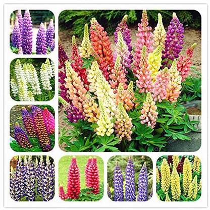 JRYU Lupin Flower f1 Hybrid Seeds Seed