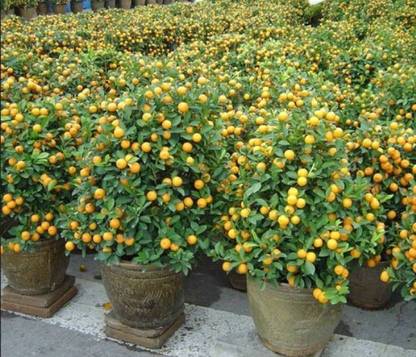 Naturo Citrus Seed