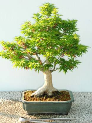 FRESHO Imported Bonsai Terry Green Maple Tree Seed