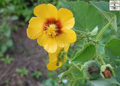 Kapebonavista Atibala Country Mallow Abutilon Indian Kanghi plant, it is a plant not a seed Seed