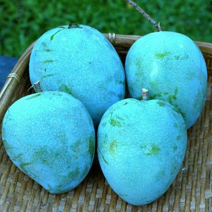 Neelam Grafted Mango Plant