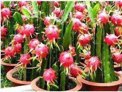 Earth Plant Farm Dragon Tree