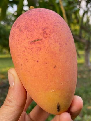 Manilita Grafted Mango Plant