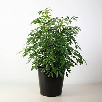 GARDEN ART Philodendron Selloum Plant