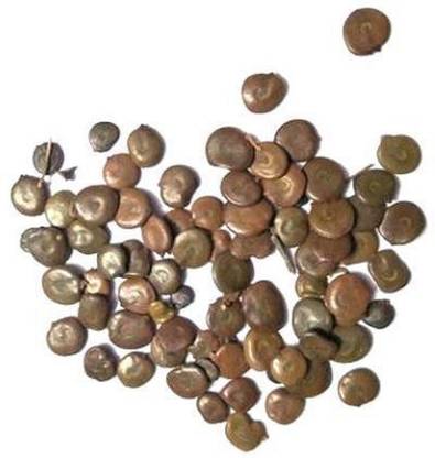 Ravel Acacia Catechu Khair Seed black catechu Pack of 100 gm Seed