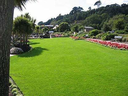 Variety House Durva Lawn Grass Seeds (Pack of 10000 Seeds) To make ur House Green.(10000) Seed