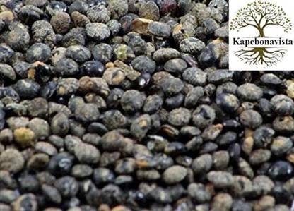 Kapebonavista Quinoa Chenopodium Quinoa Bathua 100 g Seed