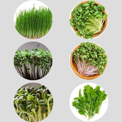 Variety House Organic Microgreens Seeds Combo Pack(6 Varities)- Grow Green(500) Seed