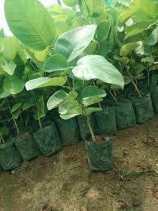 My Dream Nursery Red Sandalwood Plant