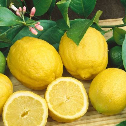 Bijaya Online Store Lemon Plant