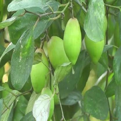 Earth Plant Farm Ber Apple Plant