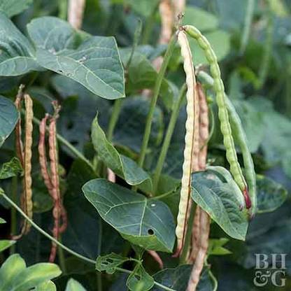 Trothic Green Cowpea - Long Bean - Barbati - Hybrid Vegetable Seeds Seed