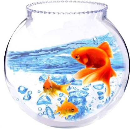 BILAL ANSARI 8 Inch Collar 11 Round Ends Aquarium Tank