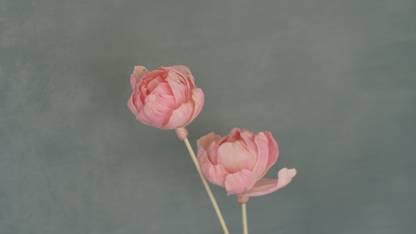 On The Soil Sola Peony Pink Vase Filler