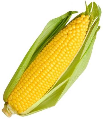Fresh Sweet Corn