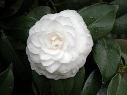 EliteGreen Poplet Plant