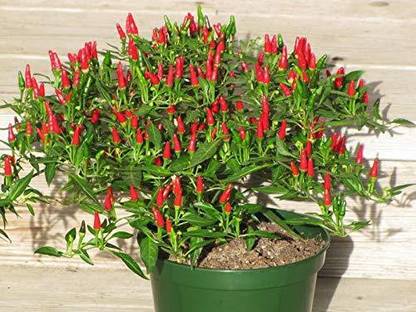 ActrovaX African Bird Eye Chilli [1000 Seeds] Seed