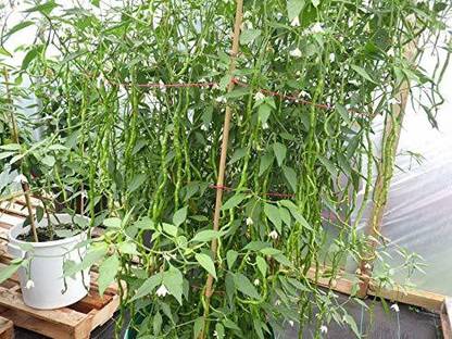 Biosnyg Heirloom Pepper Chilli Thunder Mountain Longhorn Cayenne 10gm Seeds Seed
