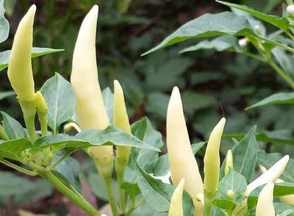 ActrovaX Thai Ornamental Birds Capsicum - Bird Chilli -White [8000 Seeds] Seed