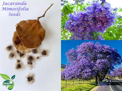 EasySeeds Blue Jacaranda, Nili Gulmohar, Nuper, flamboyant blue,Ornamental Flower Tree Seed