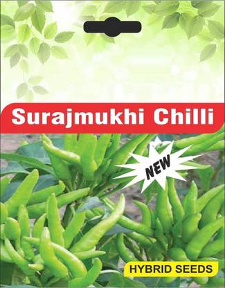 ActrovaX SKY CHILLI PEPPER BOR [4000 Seeds] Seed