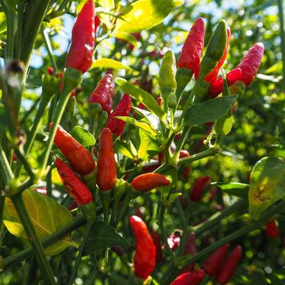 WILLVINE African Bird's Eye Chilli Pepper Seeds Seed