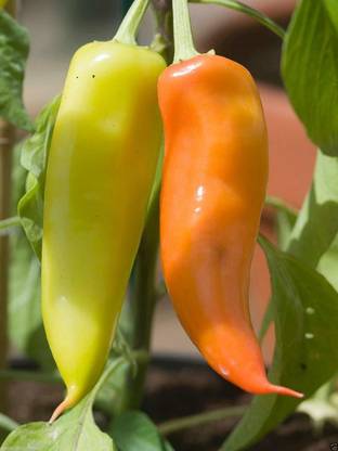 ActrovaX Exotic Hottest Hungarian Chilli Pepper [16000 Seeds] Seed