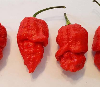 ActrovaX Hot Chilli Pepper Apocalypse Scorpion Pepper [250 Seeds] Seed