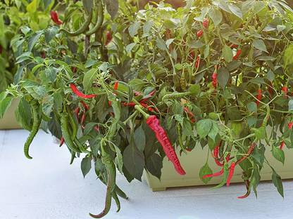 WILLVINE HIGH YIELDING MIRCHA/MENASINAKAI/CHILLI VEGETABLE SEEDS Seed
