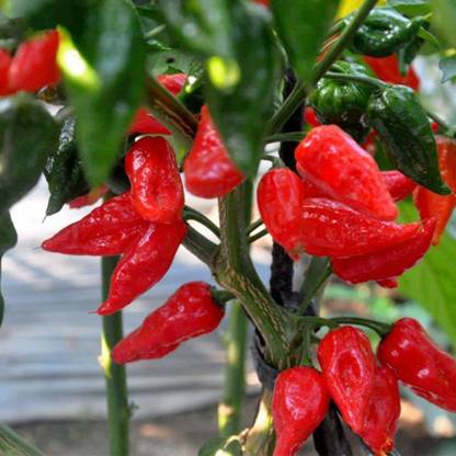 Biosnyg Red Devil's Tongue Chilli Pepper Seeds 500 Seeds Seed