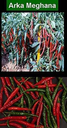 Biosnyg F1 Hybrid Arka Meghna Chilli/Mirch Seeds 1000 Seeds Seed