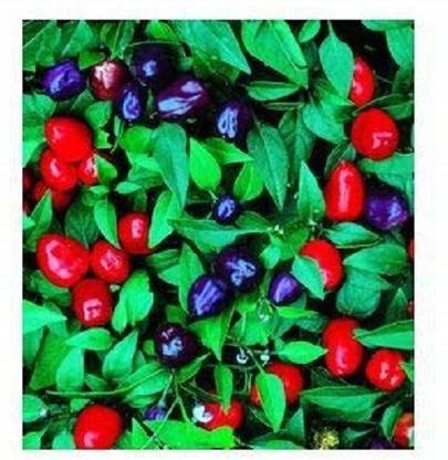 WILLVINE Ornamental Chili Pepper Filius Blue Chilli Seeds Seed