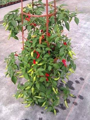 ActrovaX Dragon Cayenne Hot Pepper Chilli [2000 Seeds] Seed