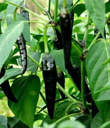 Biosnyg Black Chilli Pepper Heirloom 500 Seeds Seed