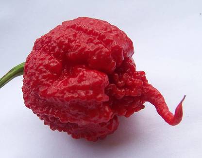 WILLVINE Carolina Reaper Seeds Seed