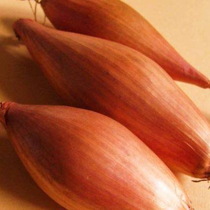 WILLVINE Onion Shallot - ZEBRUNE - The Banana Shallot Seed