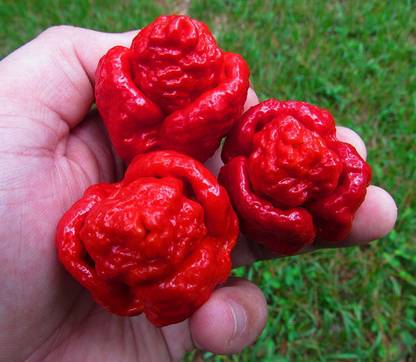 ActrovaX Red Trinidad Moruga Scorpion Chilli [8000 Seeds] Seed