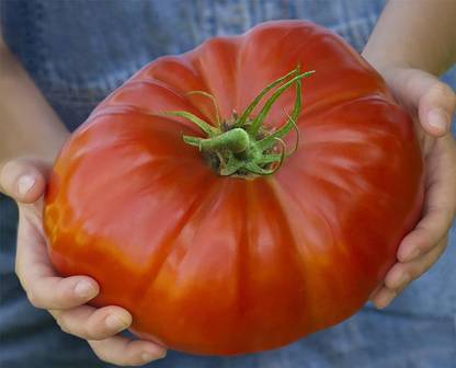 WILLVINE Vegetable - Tomato - Gigantomo - Seeds Seed