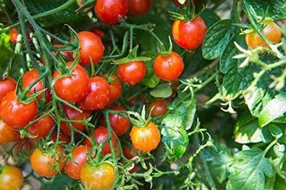 WILLVINE Red Tall Cherry Tomato Pokusa Seeds - Lycopersicon lycopersicum Seed