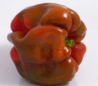 ActrovaX Hot Chilli Pepper Antep Aci Dolma Pepper [16000 Seeds] Seed