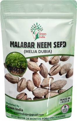 Green India Meliya Dubia / Malabar Neem / Pack of 1 kg Seed
