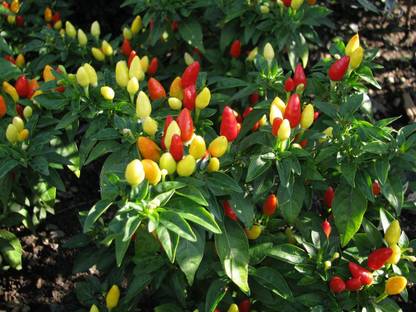 ActrovaX Ornamental Chilli Plant Rounded [5gm Seeds] Seed