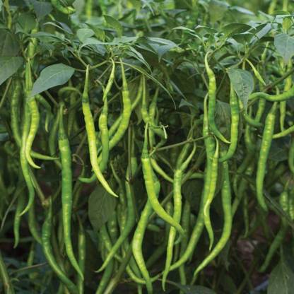 ActrovaX Jwala Chilli Seed