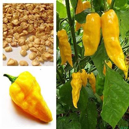 ActrovaX Hot Chilli Habanero Devils Tongue Yellow chilli [5gm Seeds] Seed