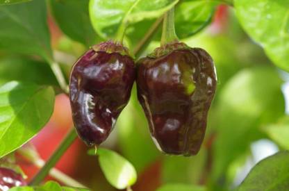 WILLVINE Black Scorpion Tongue Chilli Seed