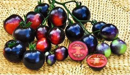 WILLVINE Tomato - Indigo - Rose Seed