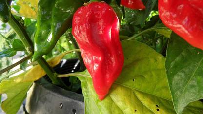 ActrovaX Fatalii Red Chilli Pepper [1000 Seeds] Seed