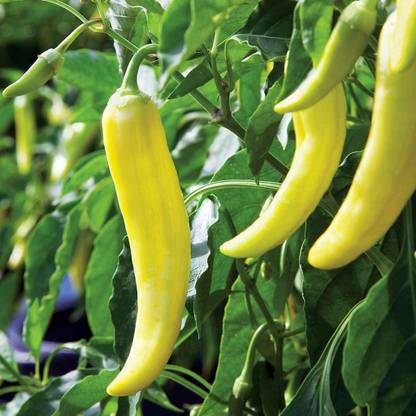 ActrovaX Banana Chilli Pepper, High Productivity Seed